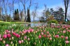 Bild des Emirgan Parks in Istanbul, im Vordergrund sind pinke Tulpen zu sehen