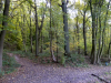 Hans' Bild einer Waldkreuzung des Ravensbosch Hans' Bild einer Waldkreuzung des Ravensbosch