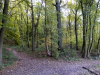Hans' Bild einer Waldkreuzung des Ravensbosch