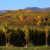 Weinberge