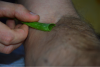 Aloe Vera auf Arm zum Pflegen
